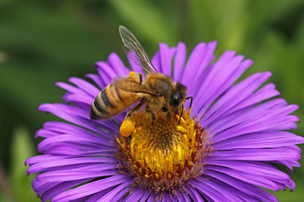 Scientists have found a potential new weapon against breast cancer in the venom of honeybees