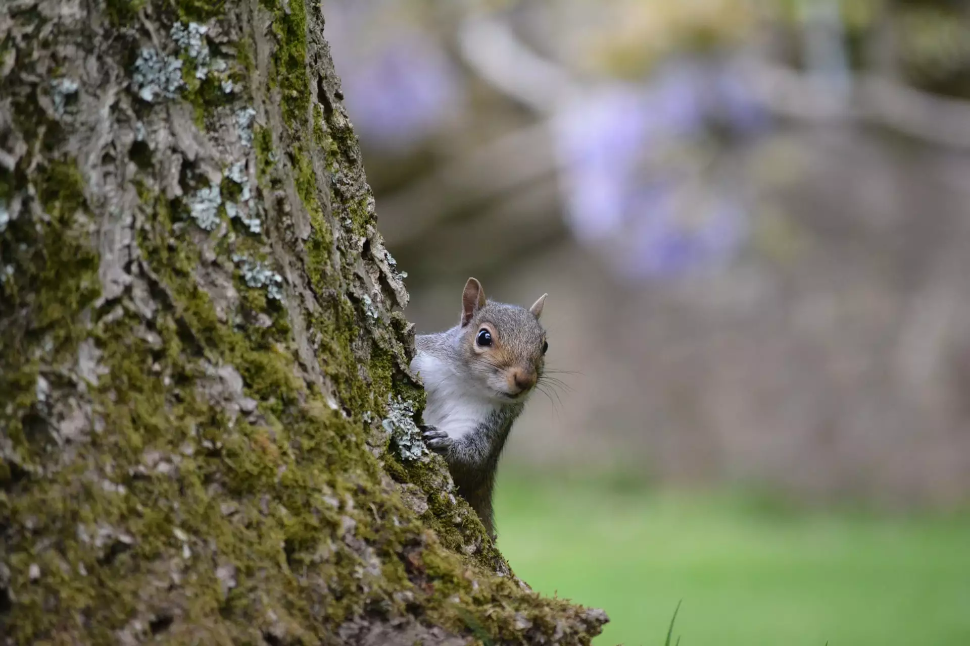 Young Mammal Photographer of the Year, Age 14 and under, "Grey Squirrel Peeking"