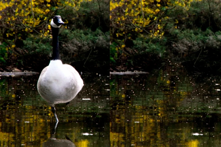 Before and after: a close-up of Snapheal's goose erasure (Photo: Gizmag)
