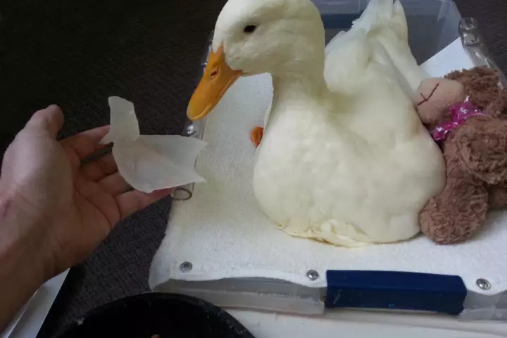 Buttercup poses with his 3D printed foot