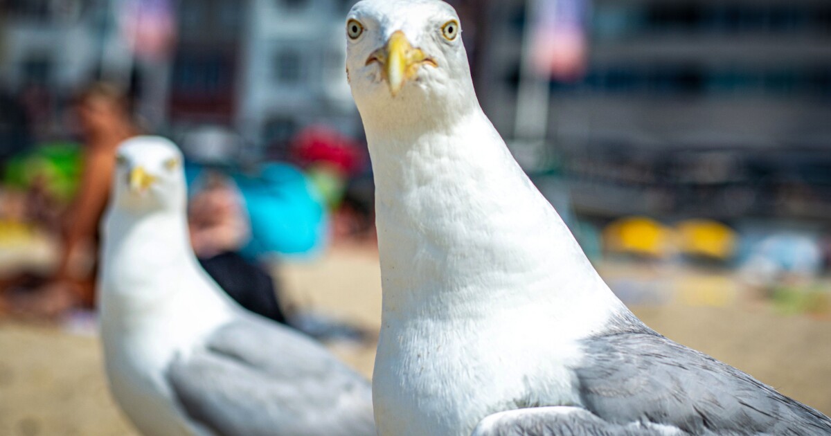 Seagulls don’t respect you until you speak up, according to science Seagulls don’t respect you until you speak up, according to science