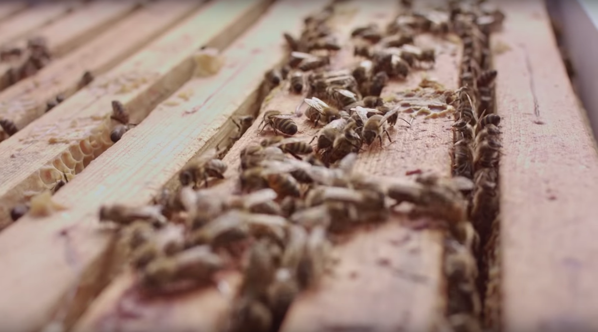 A successful trial placing a hive on the roof of the McDonald's in Stattena
