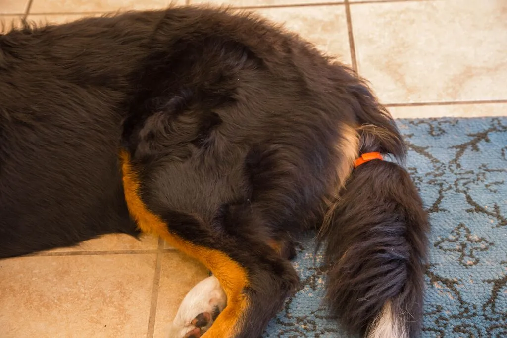 The DogStar TailTalk mobile app lets owners review and monitor their pet's emotional status