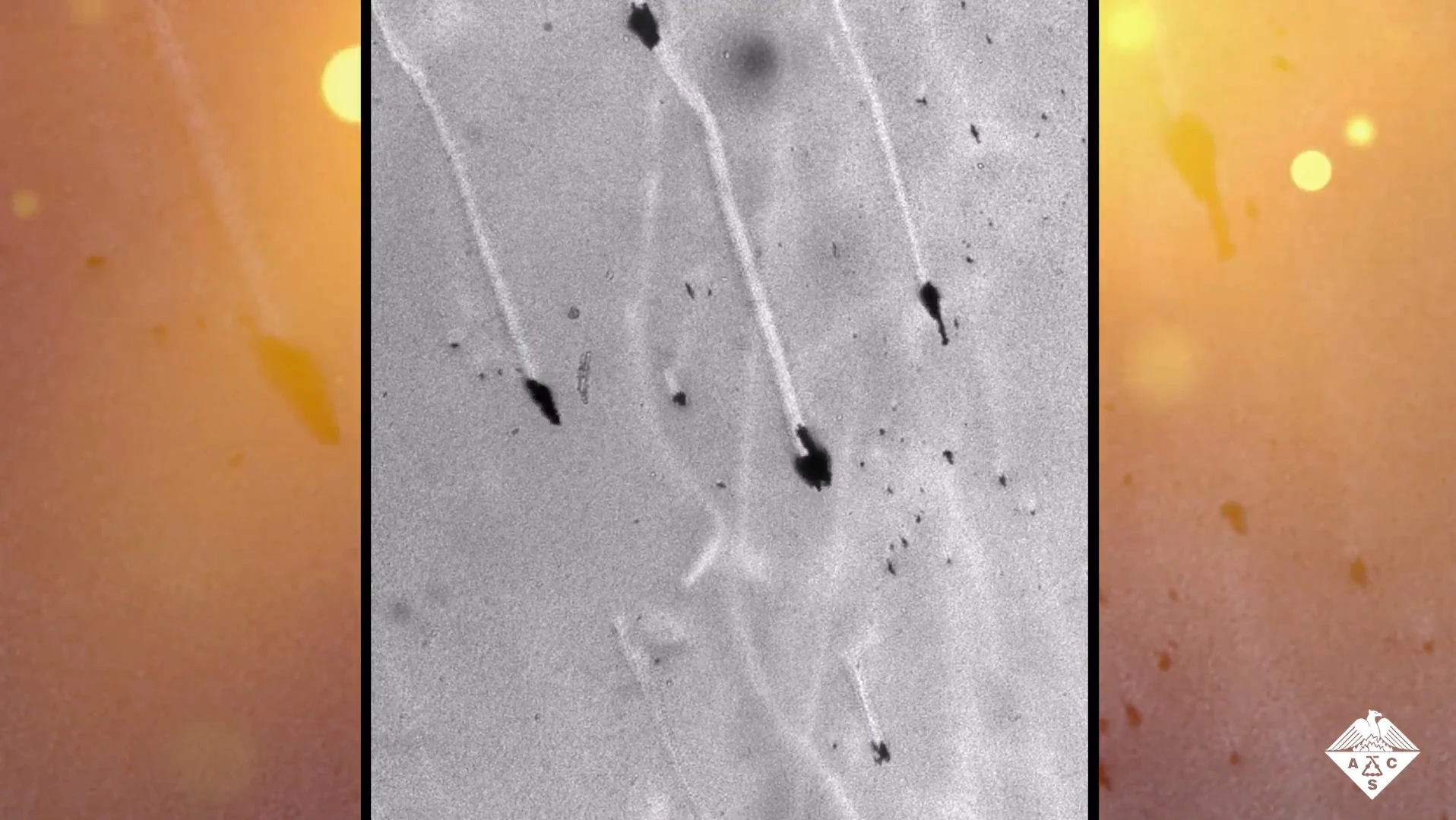 A group of antimicrobial T-Budbots clear paths through a bacterial biofilm