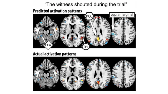After being trained on 239 sentences and their accompanying brain activation patterns, the algorithm was able to accurately predict the activation pattern of the last sentence