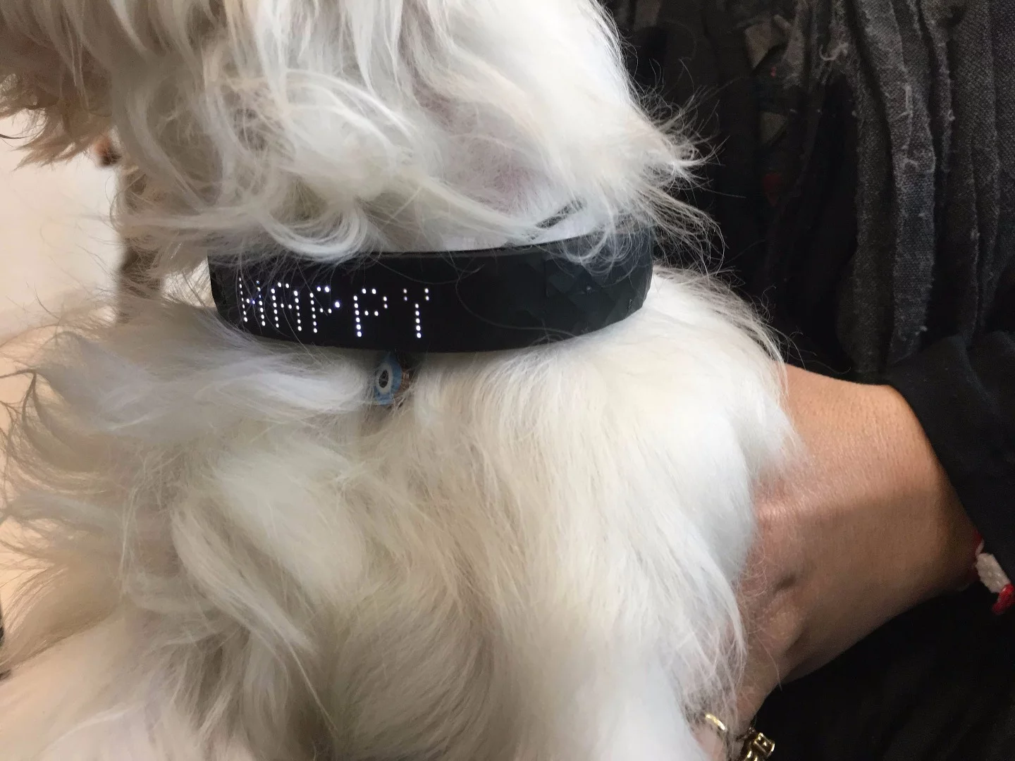 Kyon is claimed to let you know what sort of mood your dog is in