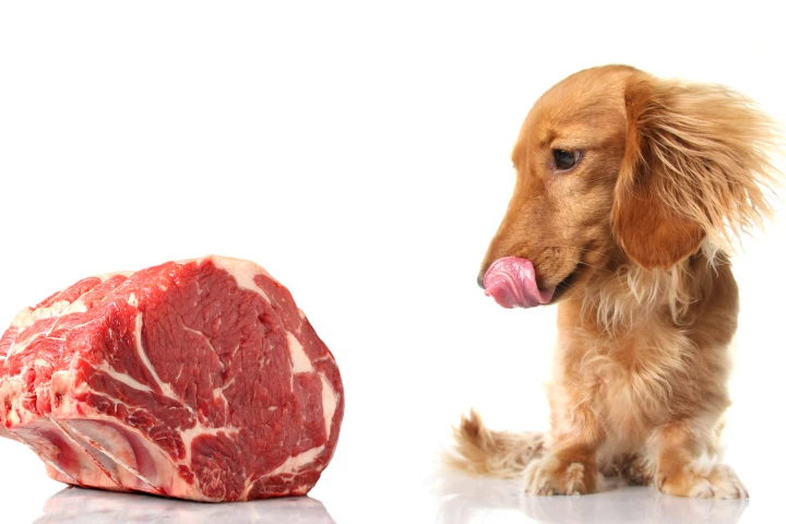 Feeding dogs raw meat may facilitate the spread of antibiotic-resistant E. coli