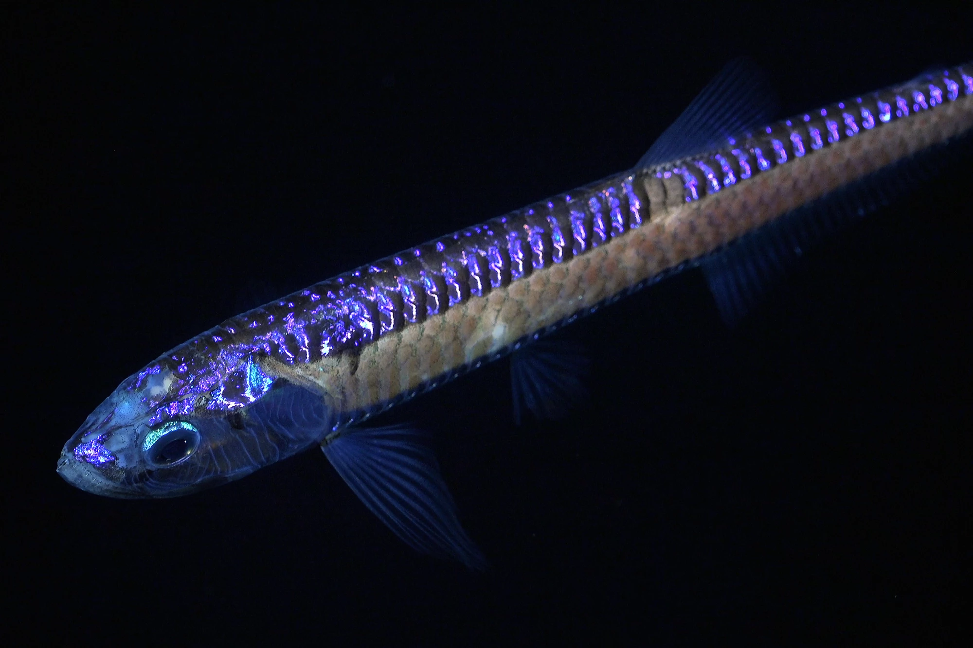 A dragonfish on the southeastern flank of an unexplored and unnamed seamount located within the national jurisdiction of Chile, east of Motu Motiro Hiva island