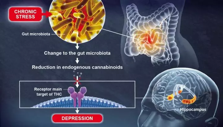 The proposed pathway by which stress leads to depression via a gut-brain mechanism