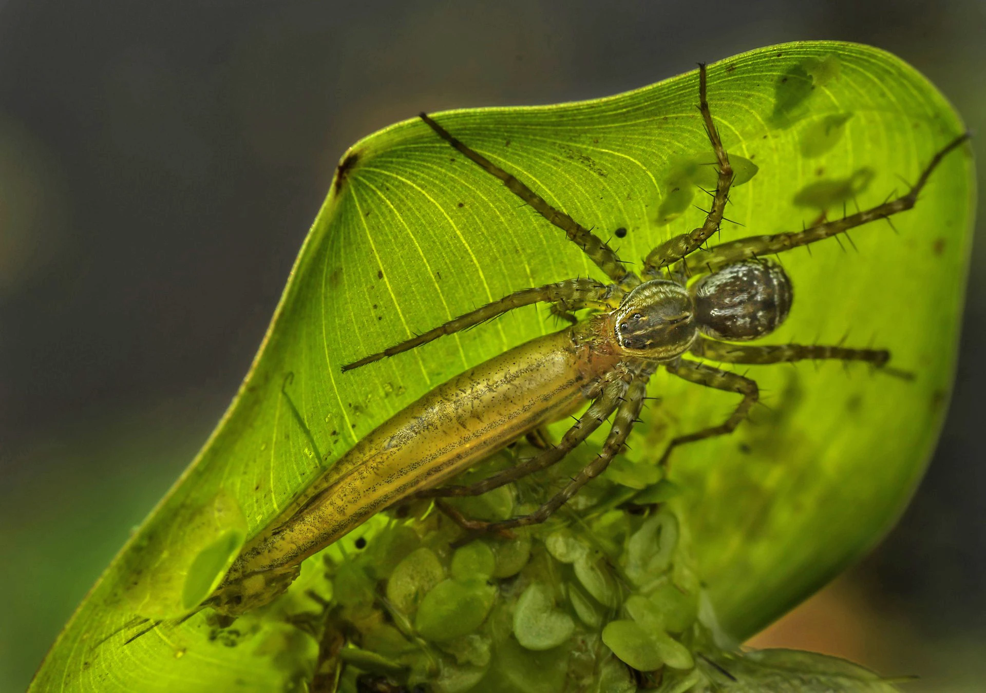 Special Mention - Animal Behavior. Paleo Diet, Cooch Behar, West Bengal