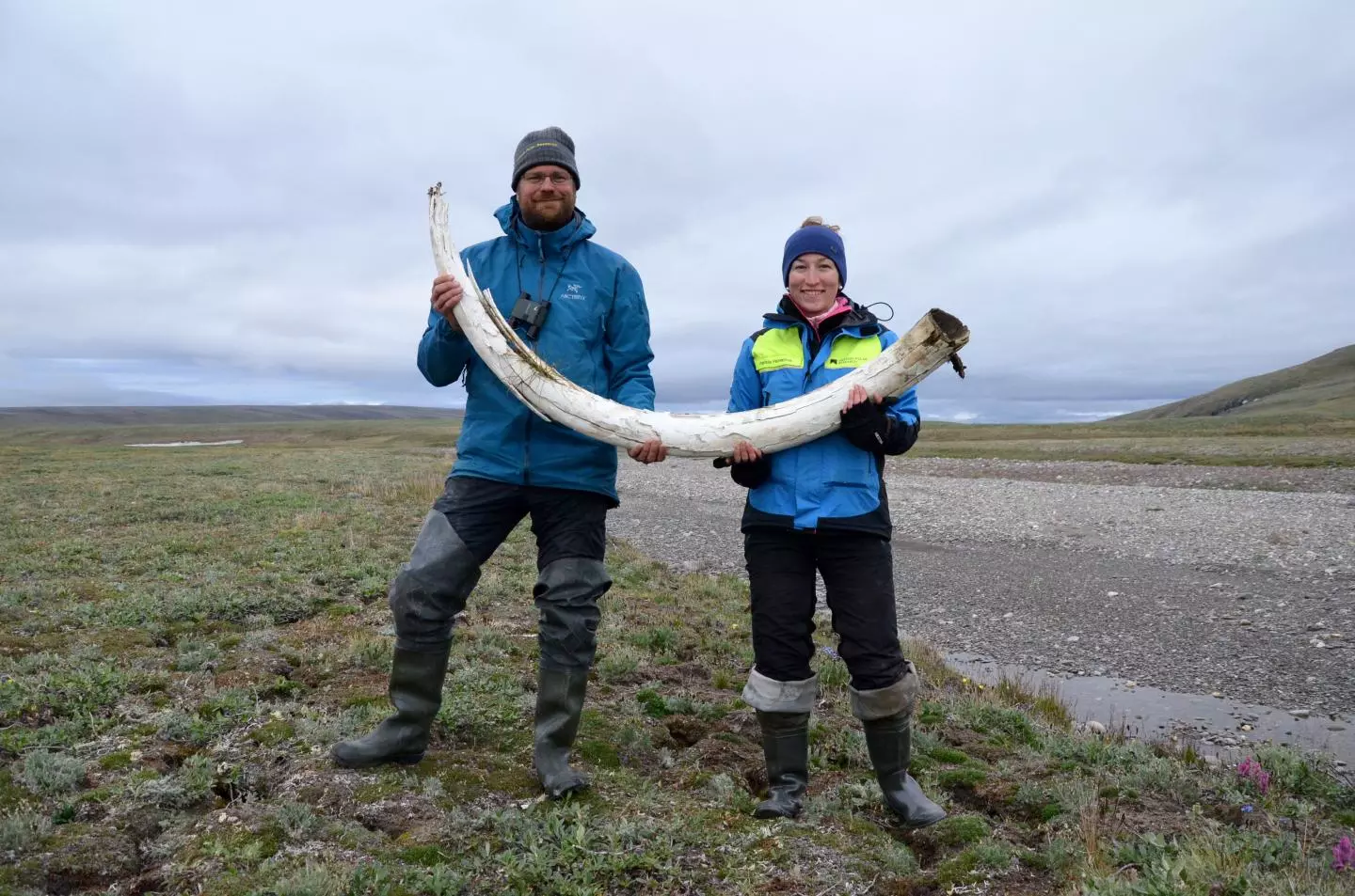 Love Dalén and co-lead author Patrícia Pecnerova with a mammoth tusk on Wrangel Island