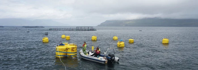 A small network of 6-metre squids
