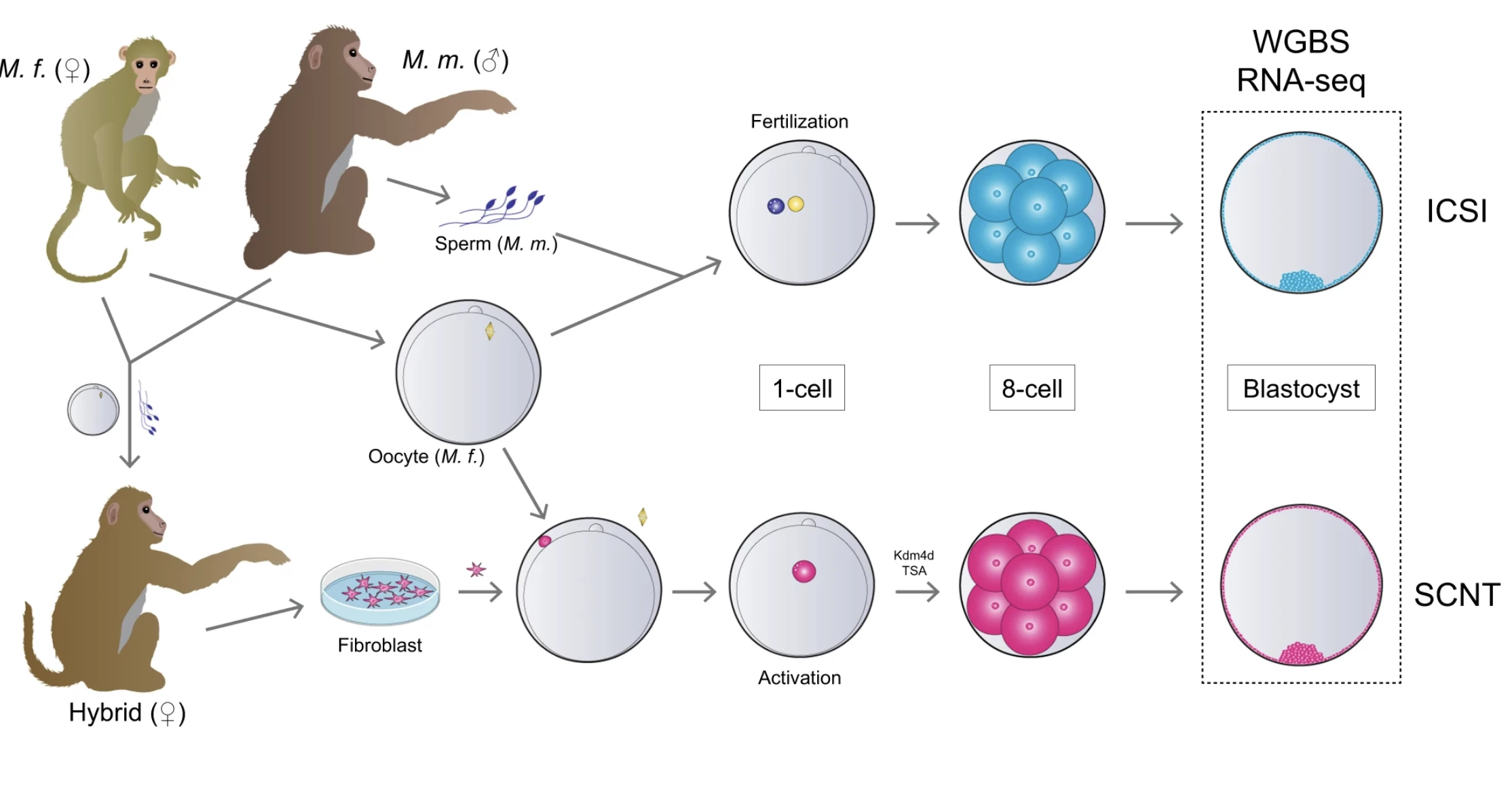 A graphic that simplifies a very complex developmental process