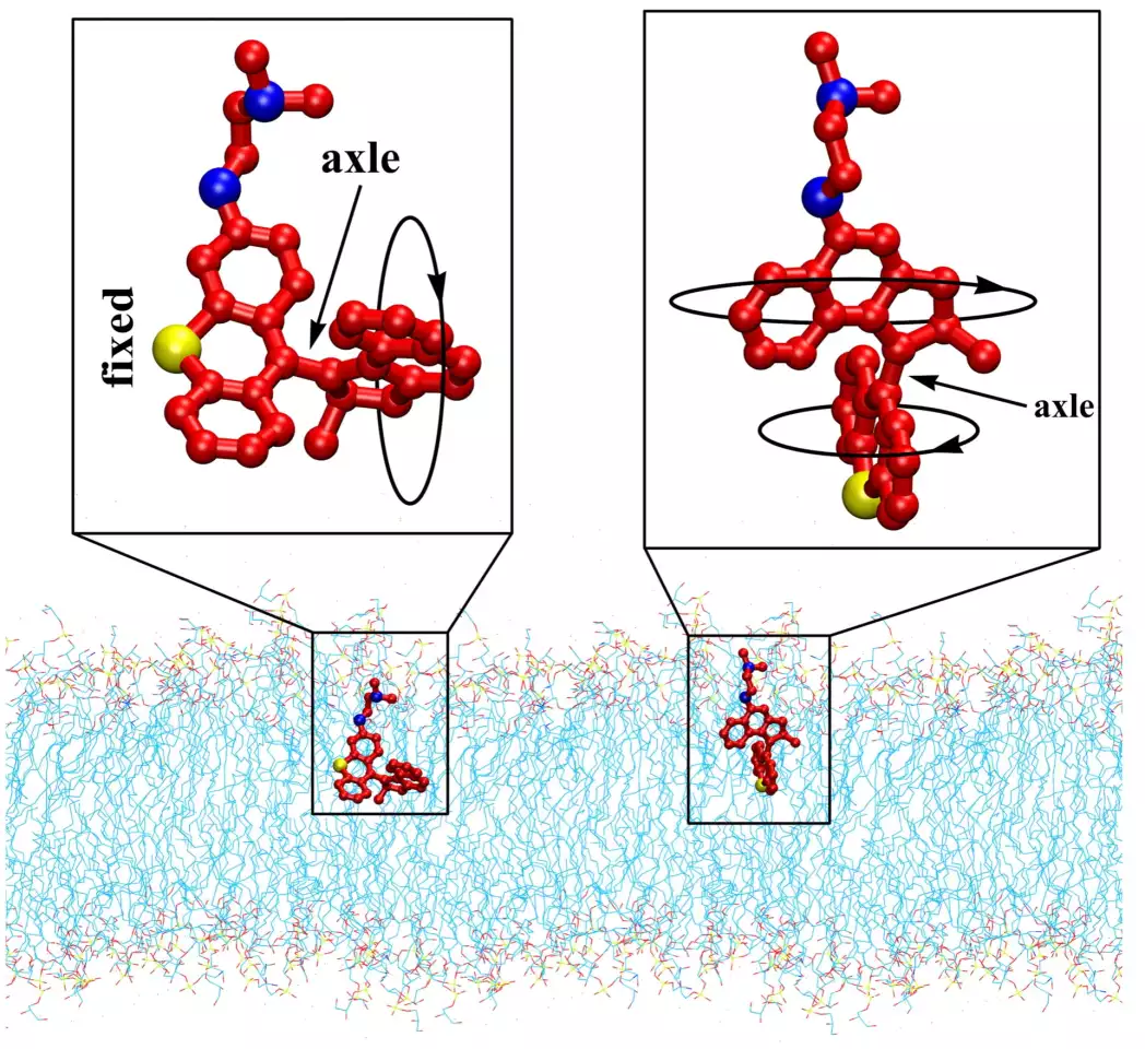 Molecular models of two types of the "drills" that can kill superbugs