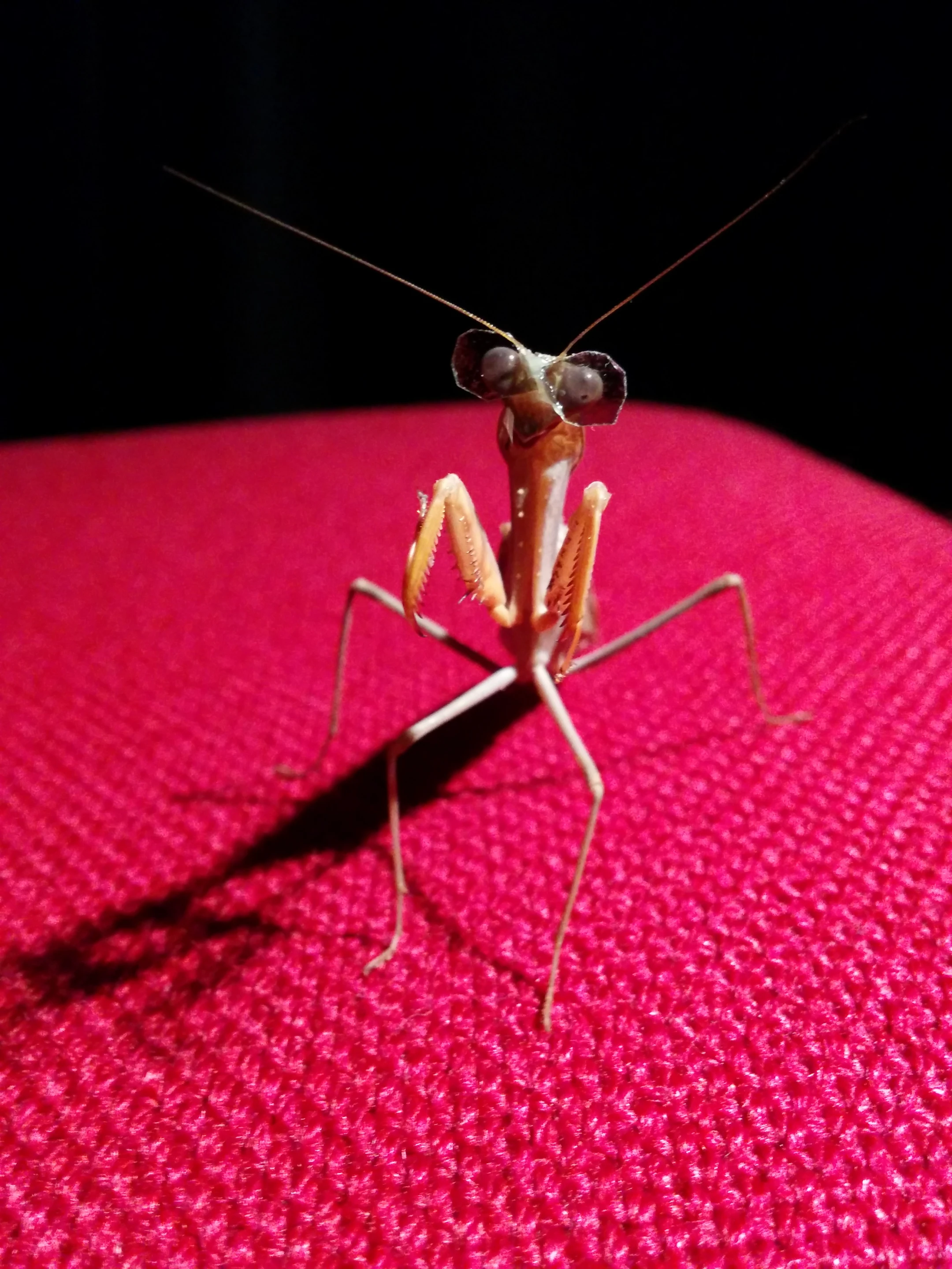 Praying mantises are the only invertebrates known to possess 3D vision