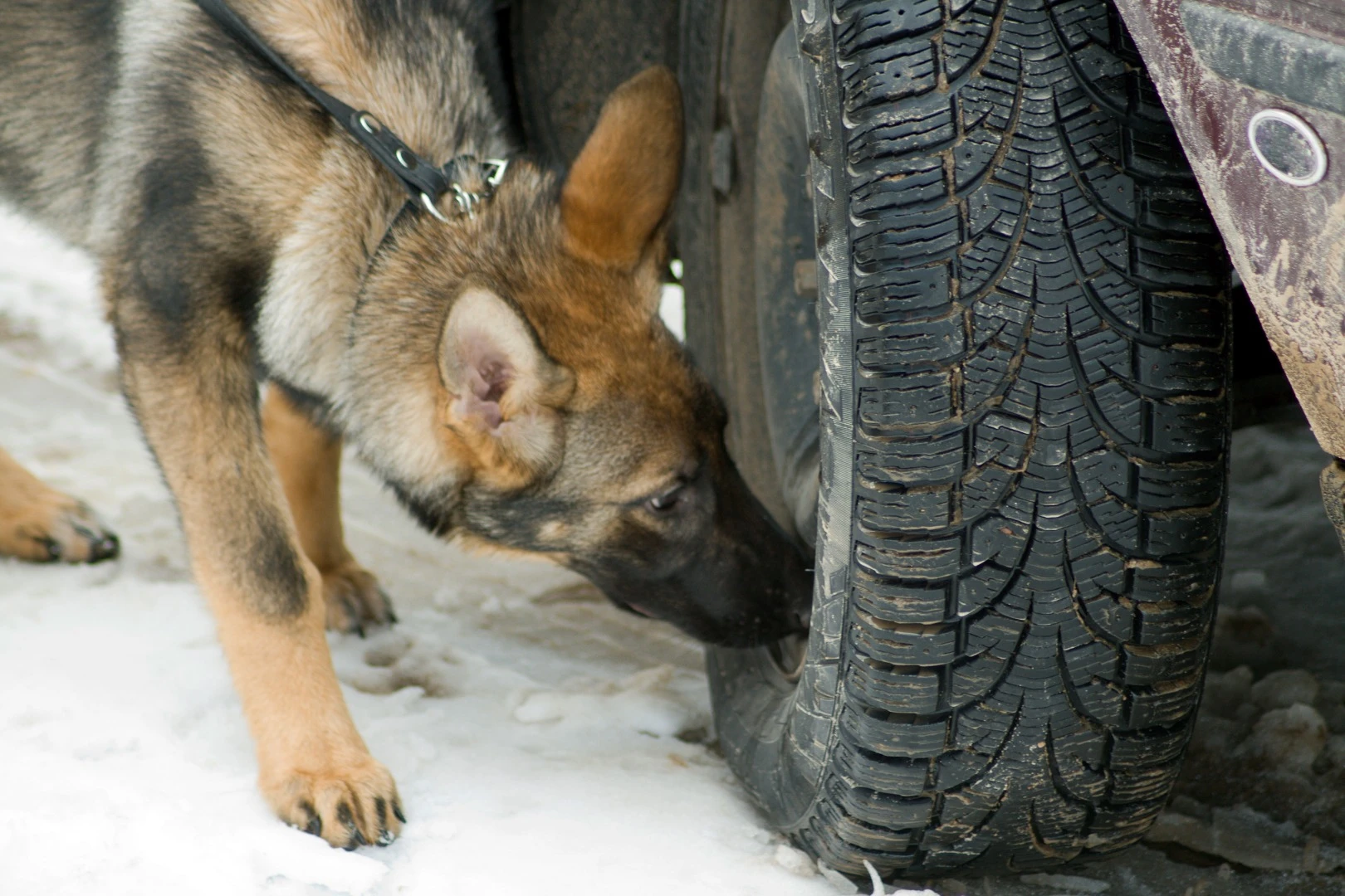 It's all in the nose – dogs see the world in terms of smells, thanks to their incredibly advanced nasal system
