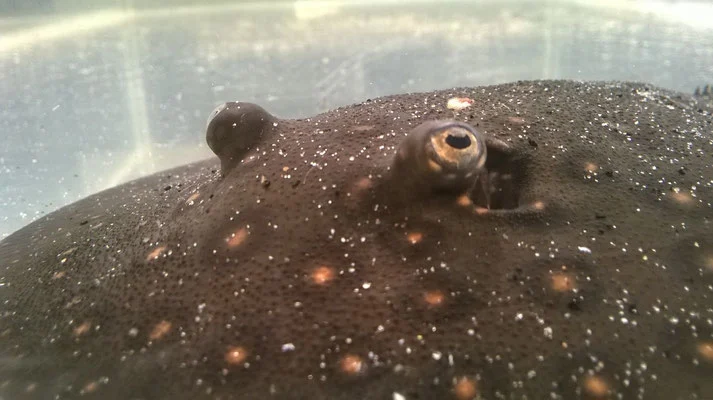 Kolmann says that freshwater stingrays evolved to chew insects as a means of survival