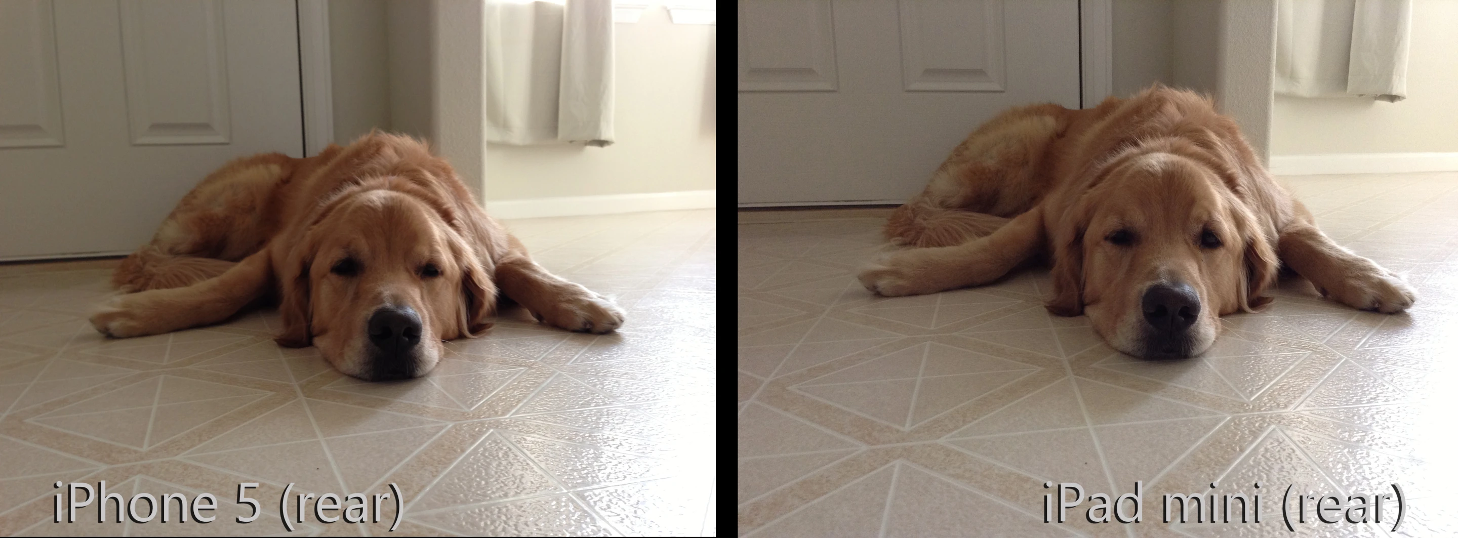If you zoomed in close, you'd see that the iPhone 5's shot looks much sharper