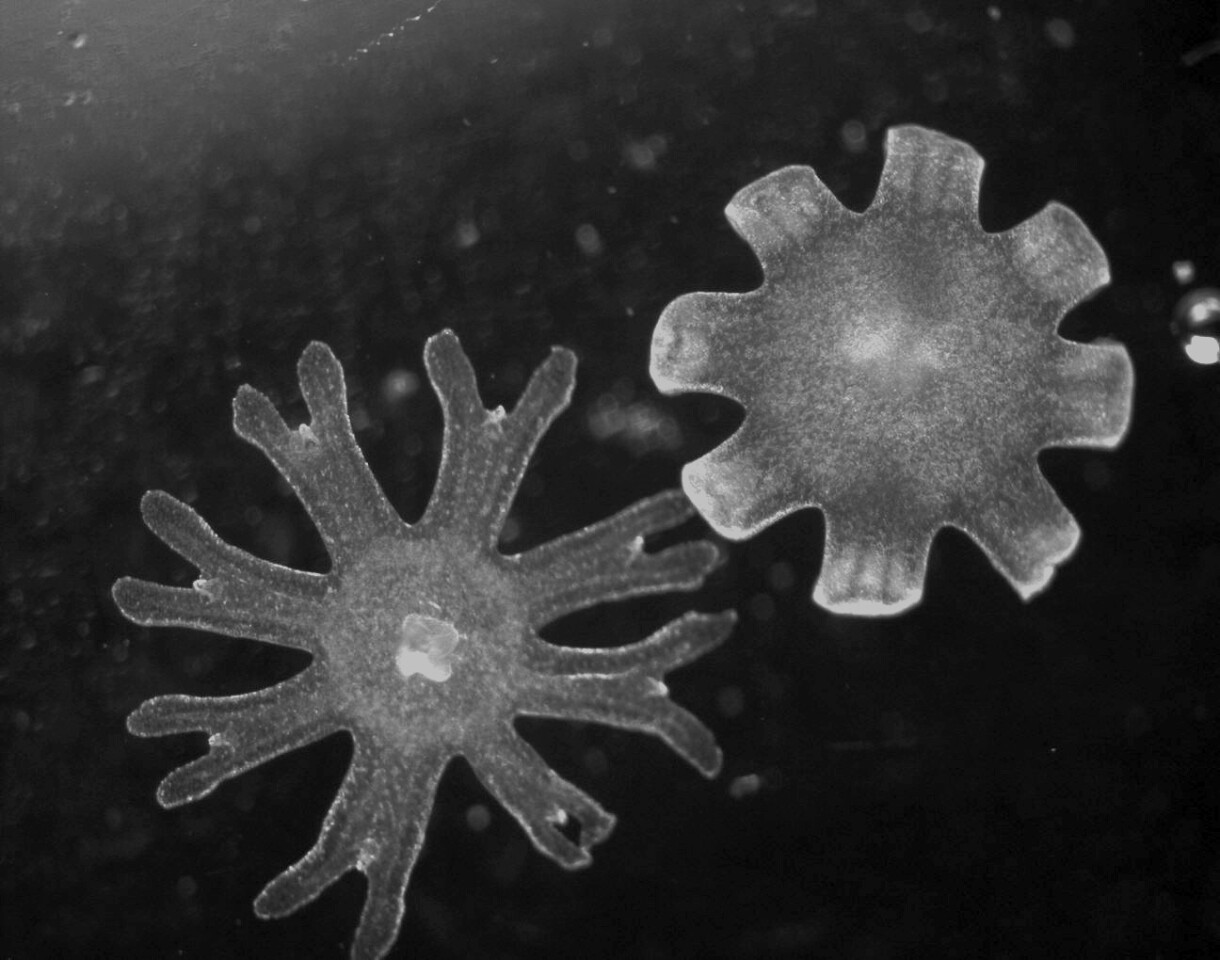Two juvenile jellyfish, whose different body types result in differing propulsion efficiencies