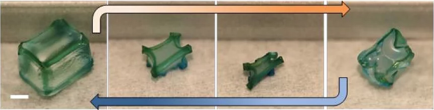 The ionic crosslinks bind the imprints at the joints and provide a rigid frame controlling the structure during shrinking and swelling