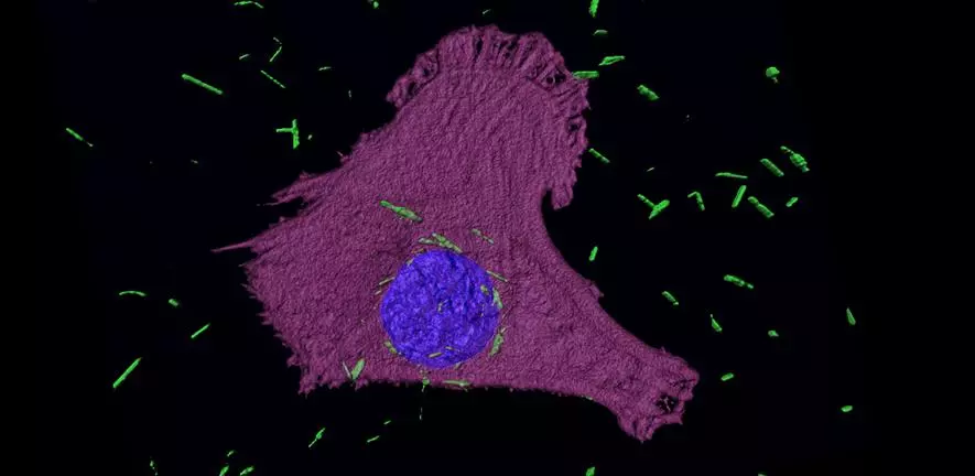 Golden nanotubes can be seen in green making their way into the cancer cell