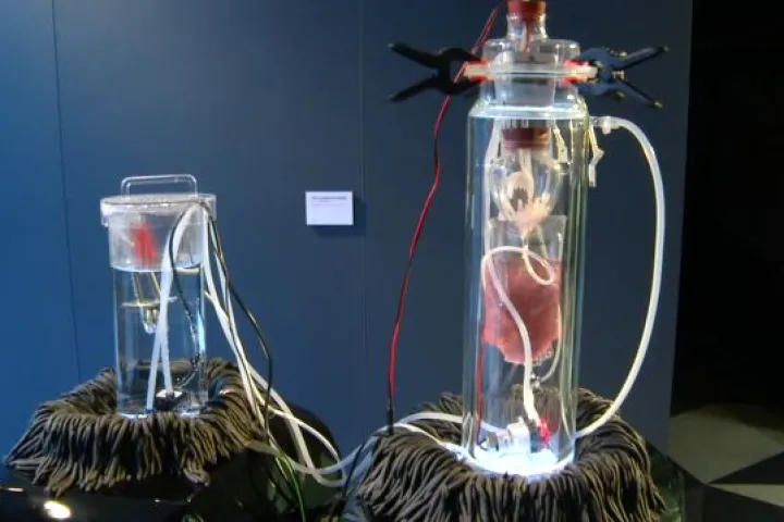VISCERAL consists of exhibits such as The Vision Splendid, a 'living relic' made from donated skin cells