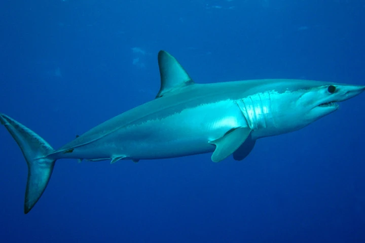 A shortfin mako shark in the North Atlantic, near the Azores