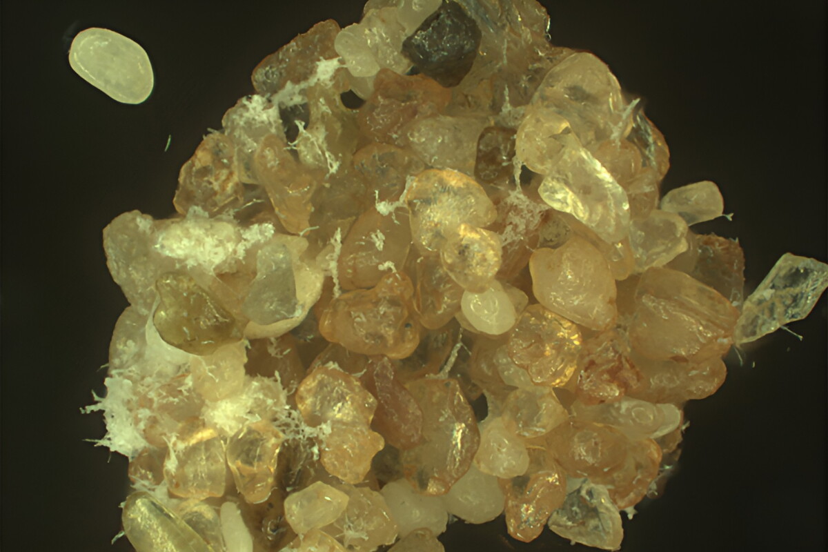 'Living sand' aims to bring crops to infertile desert wastelands