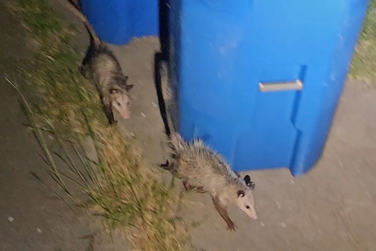 They were fully locked together when I rolled up. Poor guy running away had some battle damage and was significantly smaller than the one chasing it. Fighting opossums make weird noises. I shooed the mean one off in the opposite direction (video still from Knog on medium power).