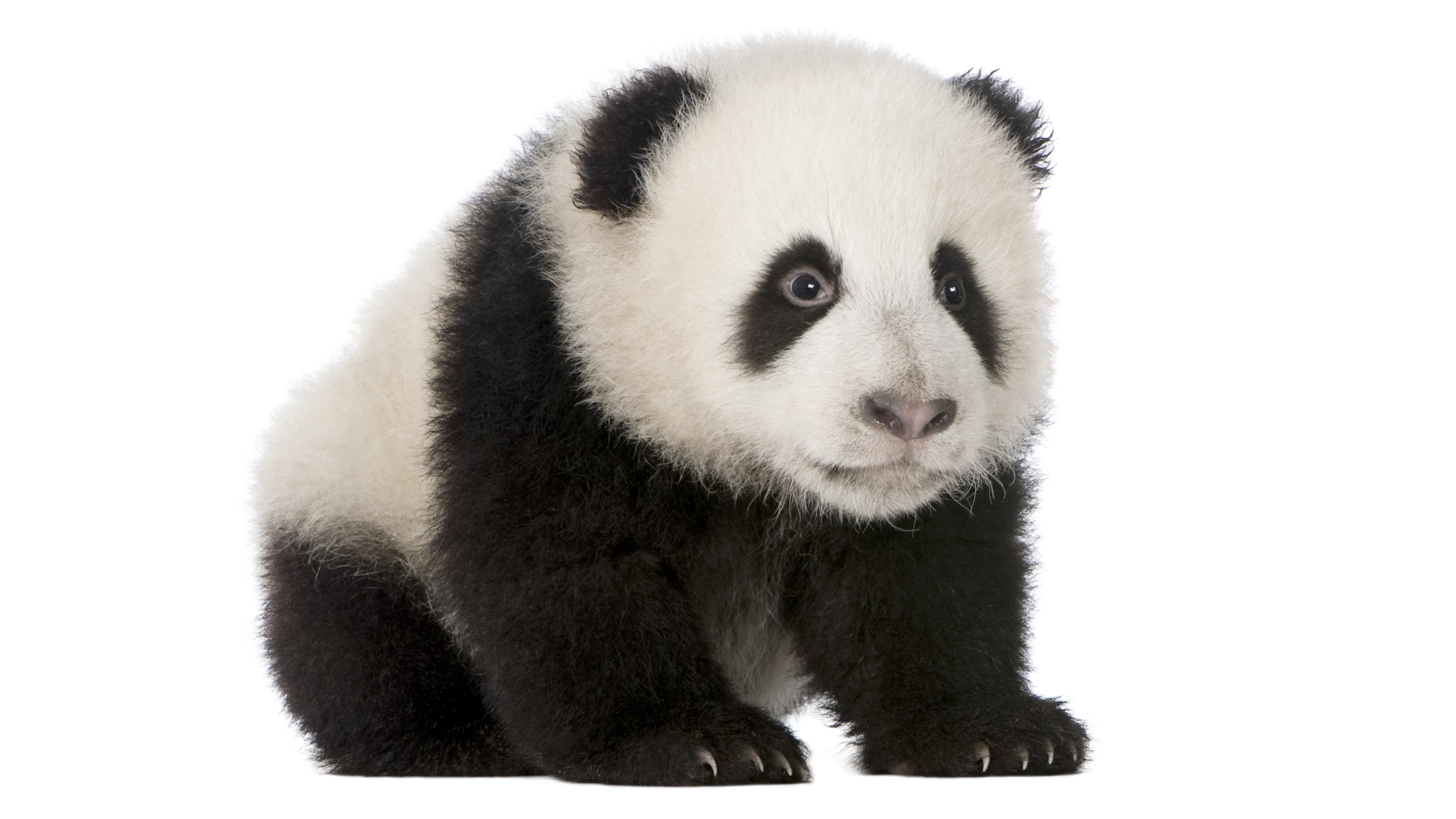 Why do small helpless things – babies, kittens, puppies, pandas in baby form – turn even the most cynical human into a helpless wreck? (Photo: Shutterstock)