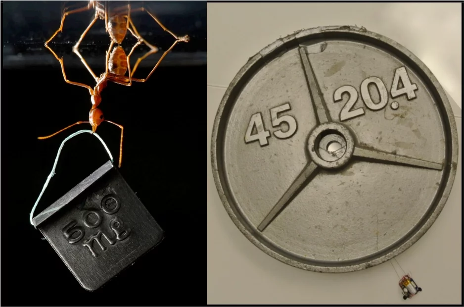 The ant-inspired MicroTug robots can carry nearly two thousand times their own weight