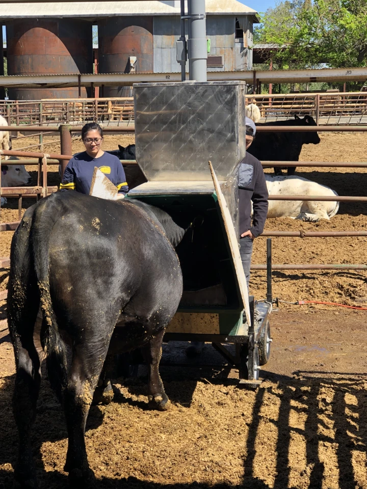 A cow eats from a machine designed to measure the methane in its breath