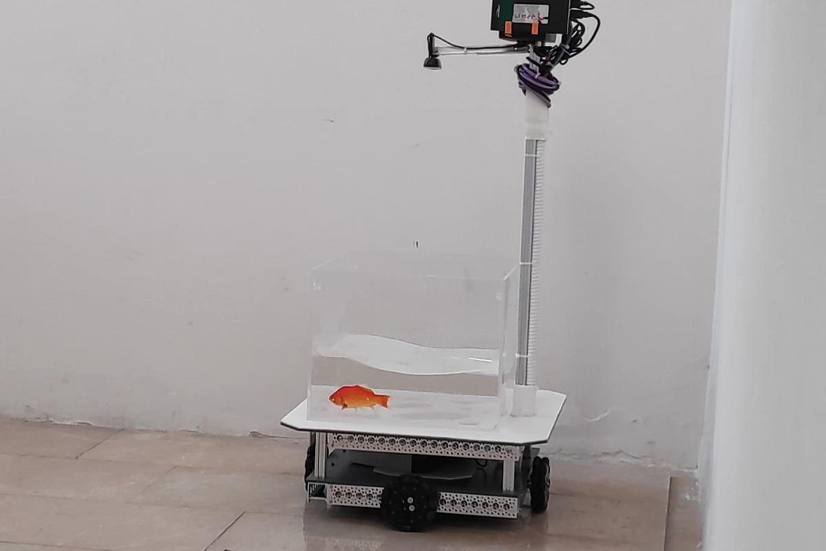 A goldfish "takes the wheel" of the Fish Operated Vehicle