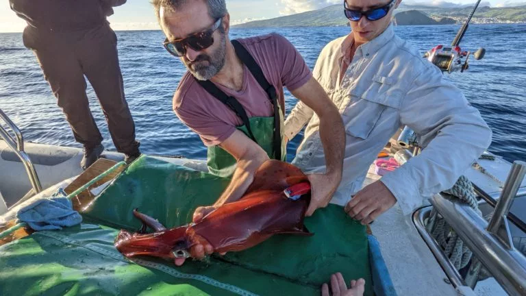 A squid gets BIMS-tagged near the Azores