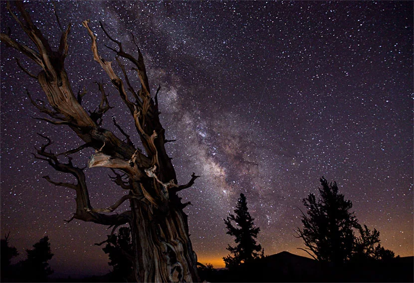 "Blazing Bristlecone", a single frame from "Timescapes", won Tom Lowe the Royal Observatory Greenwich Astronomy Photographer of the Year award in 2011 (Photo: Timescapes)