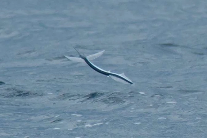 A ribbon halfbeak in flight