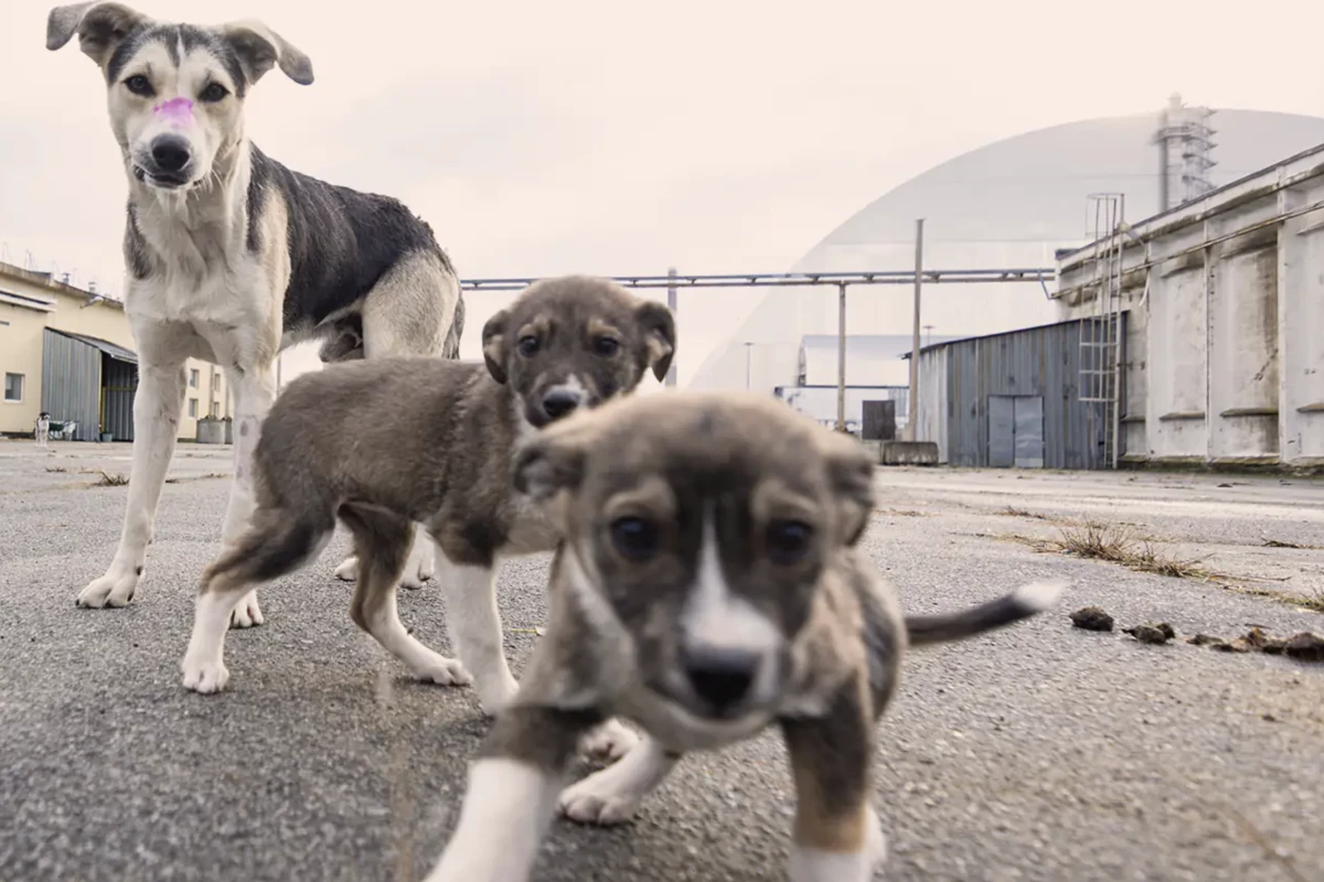 Three dogs living near the covered reactor four