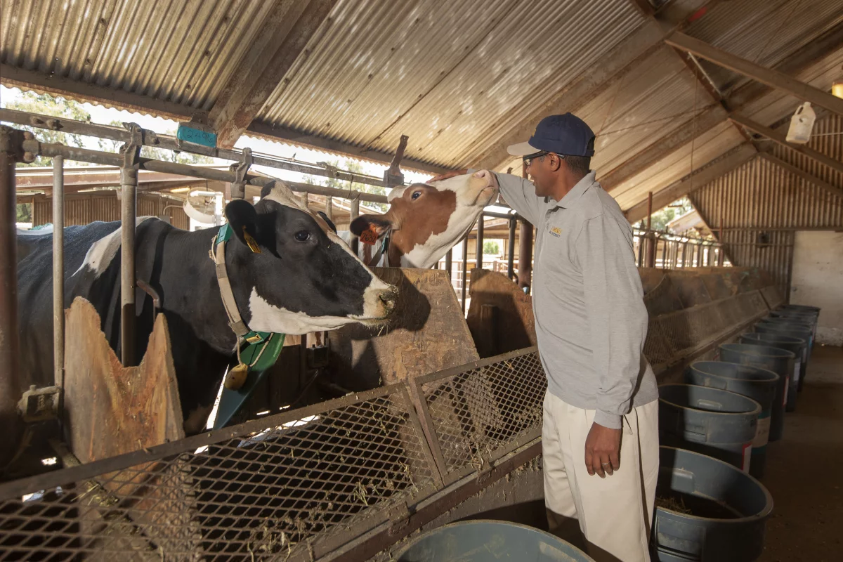 Professor Ermias Kebreab with dairy cows