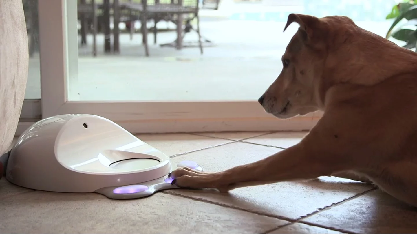 CleverPet is designed to keep your dog stimulated while you're away
