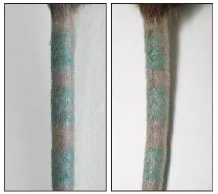 On the left is the tattooed mouse tail before the tattoo ink-holding macrophage cells were destroyed and on the right we see the tattoo still there despite the cells being eliminated