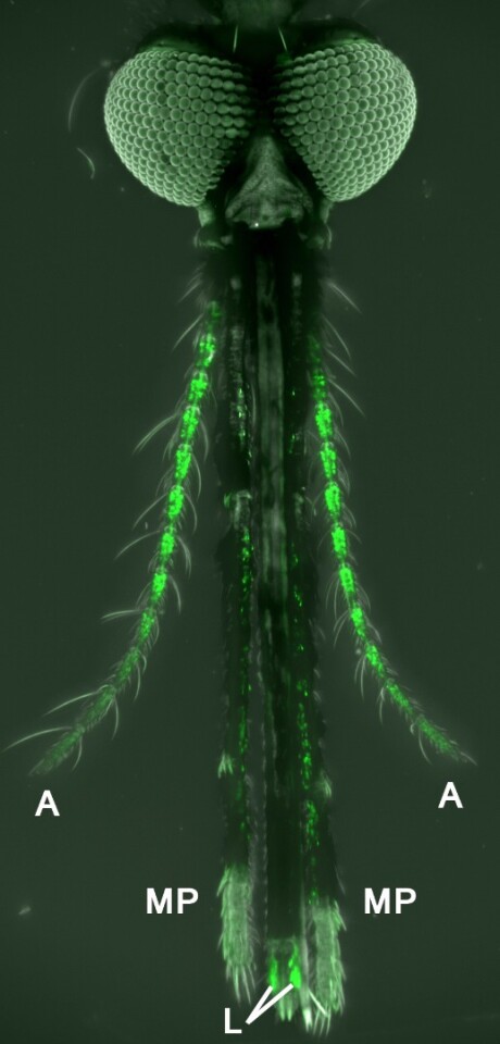 A female Anopheles gambiae mosquito with olfactory neurons on the antennae, maxillary palp and labella labeled in green.