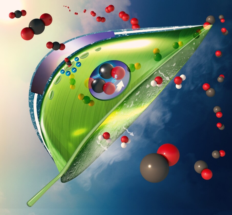 An illustration of the new artificial leaf design, showing how carbon dioxide (red and black balls) enter the leaf at the top as water evaporates out the bottom. Once inside, the artificial photosynthesis system (purple circle) converts the CO2 to CO
