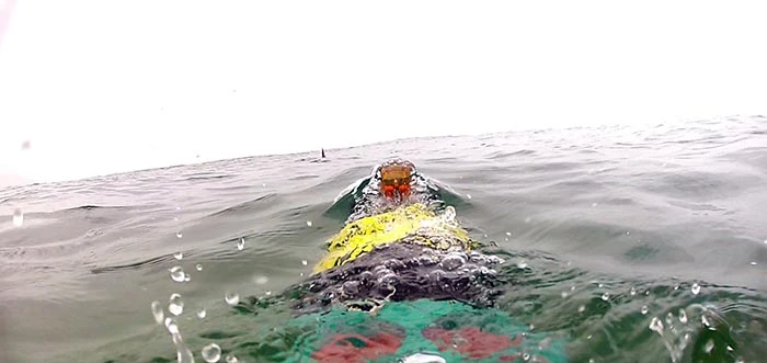 Cruising just below the surface, the REMUS SharkCam showed great white sharks cruising while keeping their dorsal fins out of sight