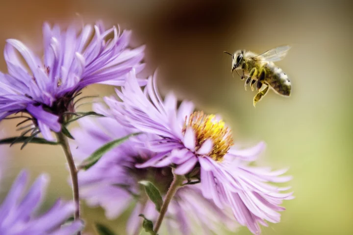 Bee venom could be the key to delivering drugs across the blood brain barrier