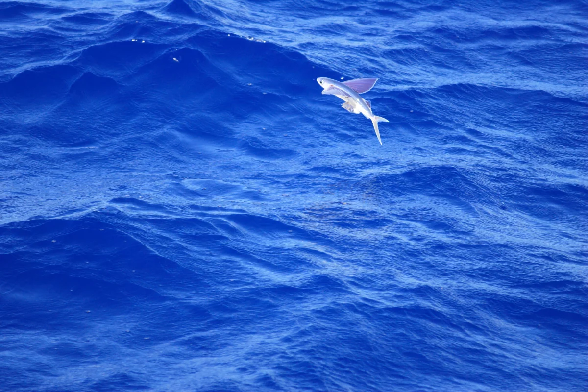 Researchers at Stanford University have built a machine which jumps and glides like a flying fish (Photo: Shutterstock)