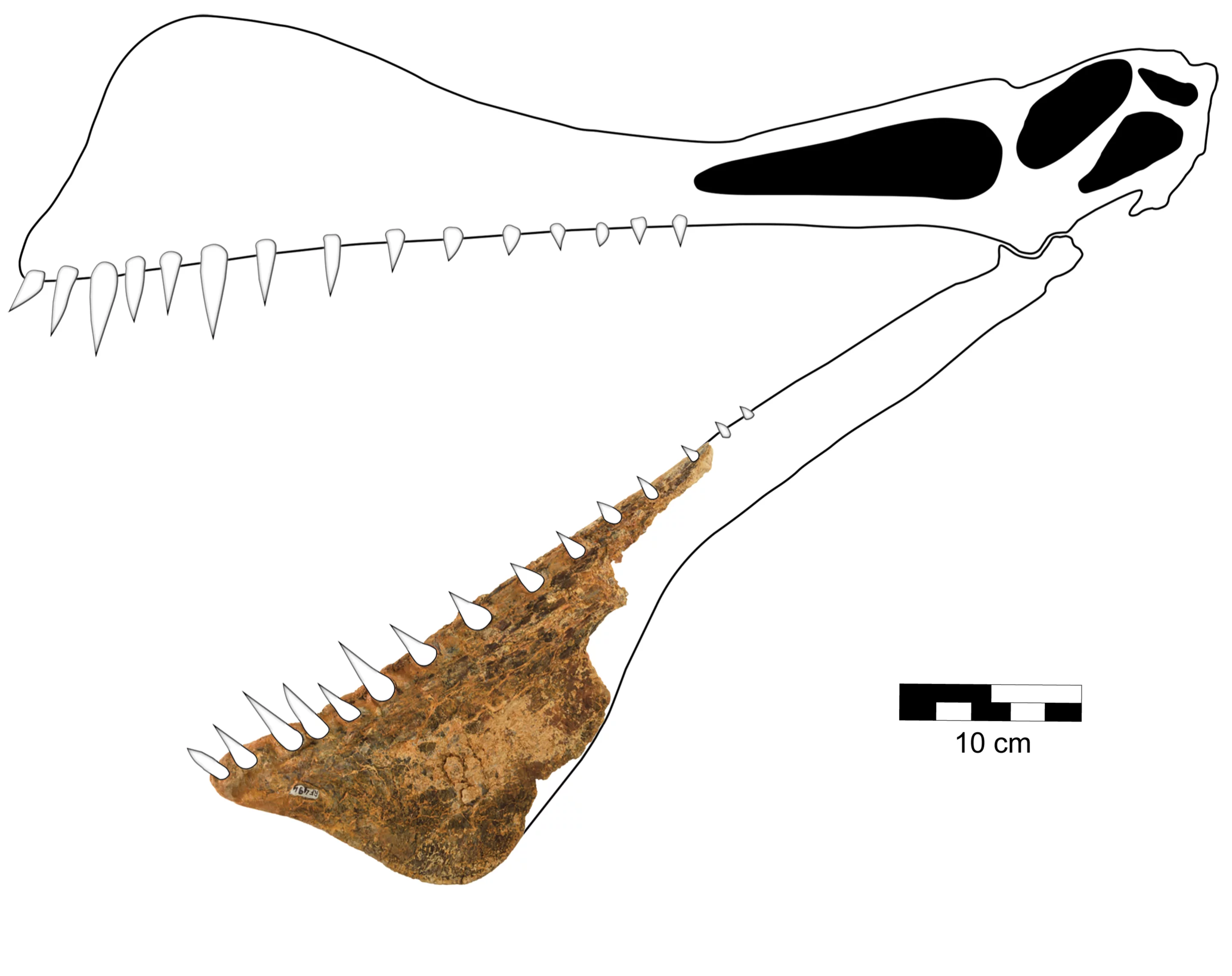 The section of lower jawbone that Thapunngaka shawi was described from