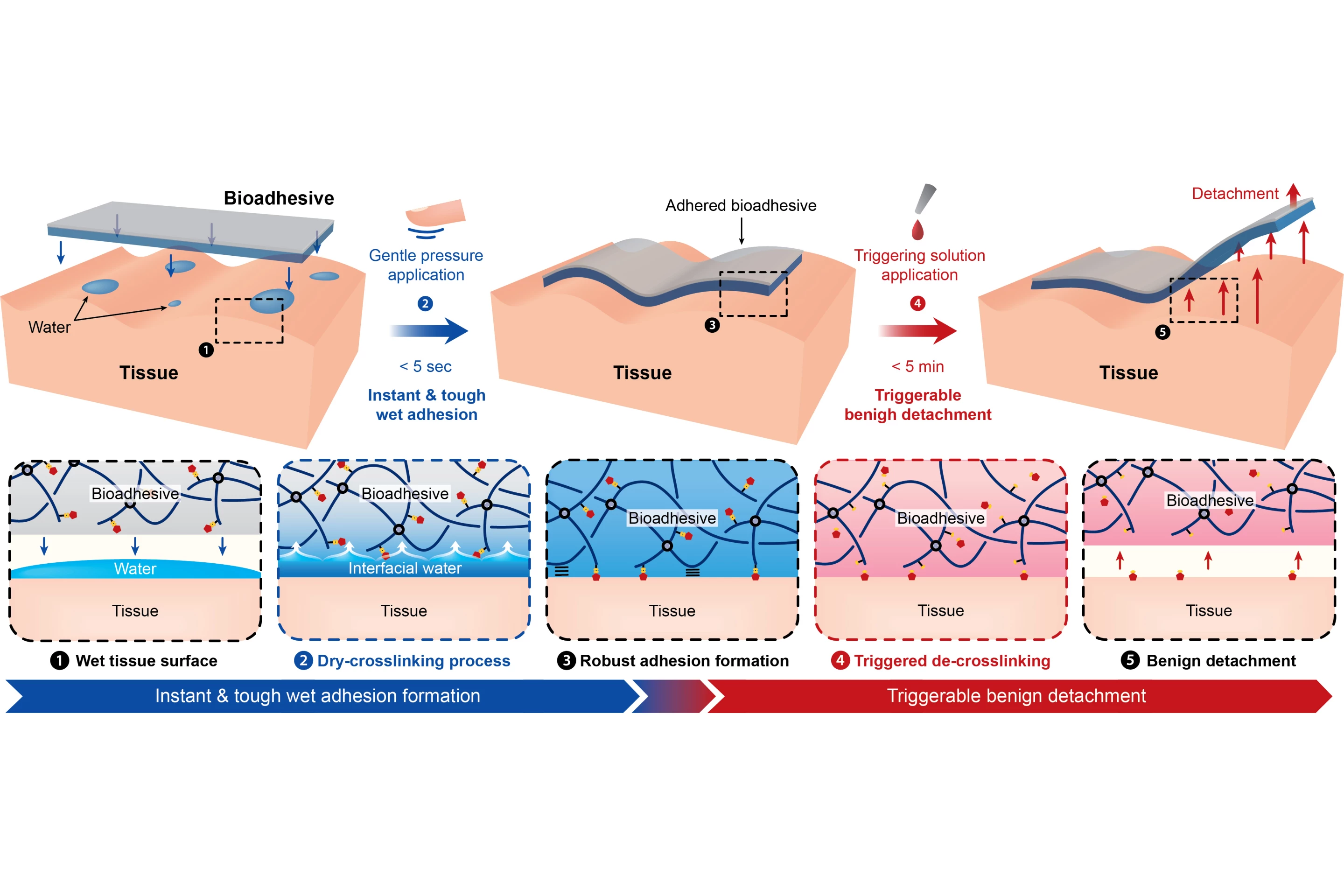 A diagram demonstrating how the new surgical tape attaches and detaches