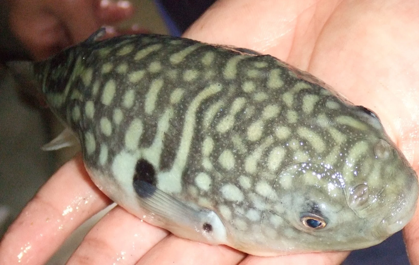A Takifugu obscurus pufferfish ... prepare it with care