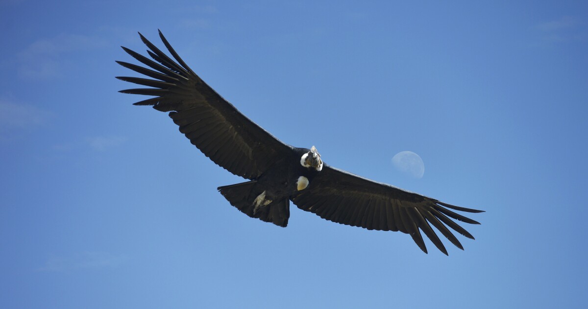 Study Finds Andean Condors Can Soar 100 Miles Without Flapping