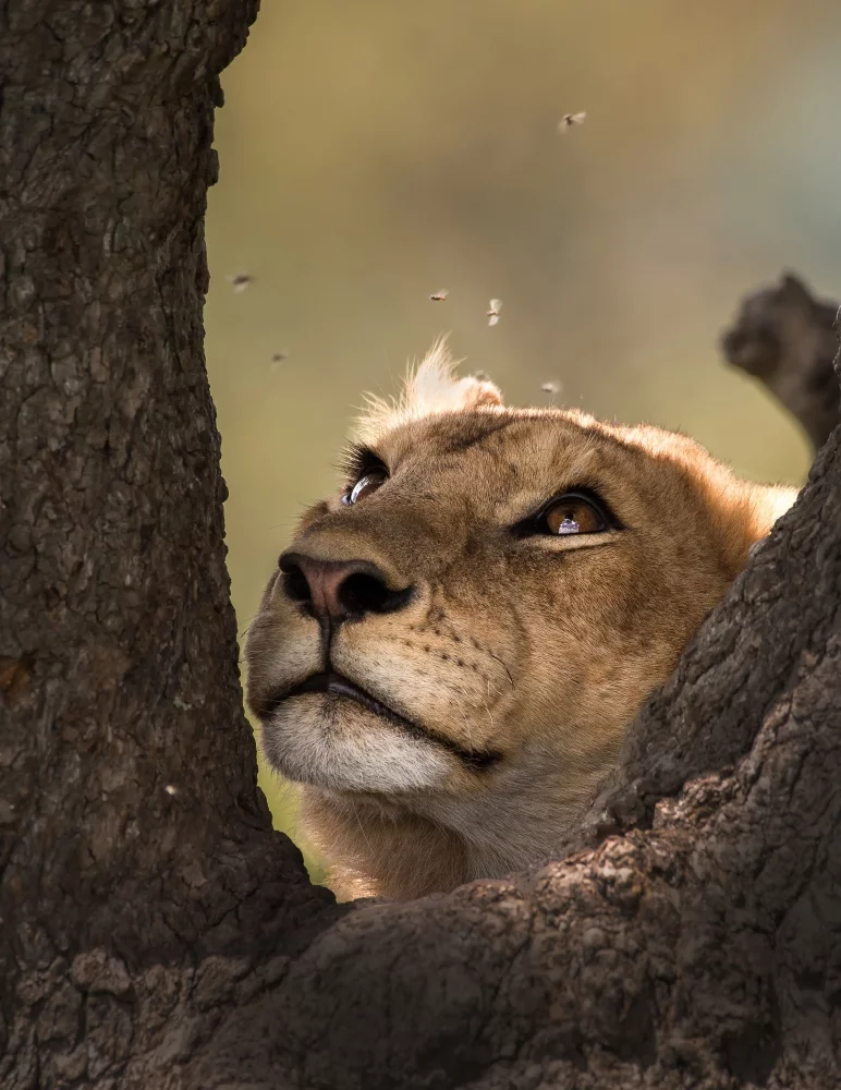 Nominee, Amateur, Wildlife/Animals. A lion in Tanzania